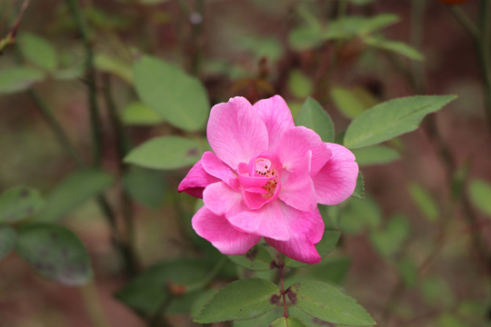 粉红色月季花