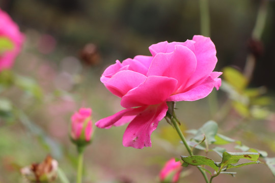 粉色月季花朵