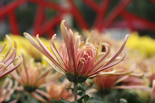 粉黄色菊花图片