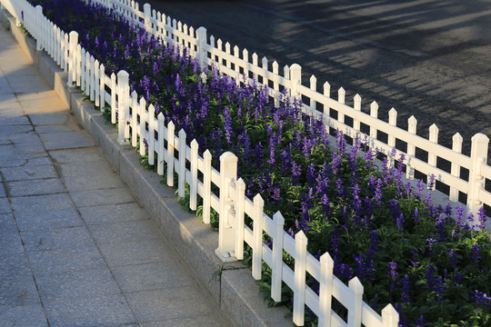 路边花坛