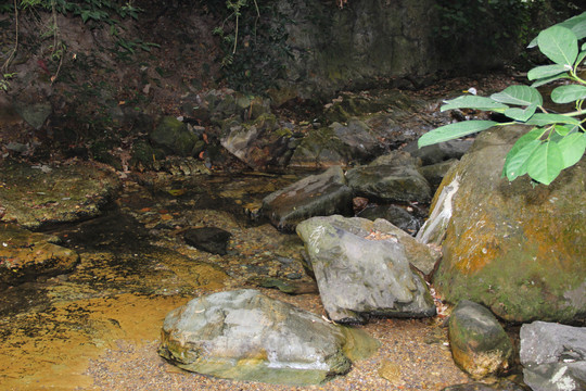 鼎湖山小溪