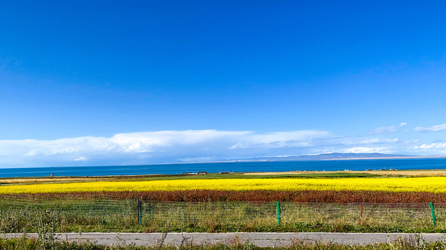 青海湖油菜花田