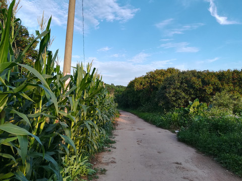 乡间小路