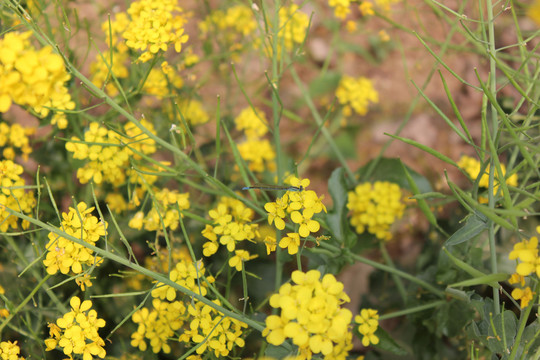 油菜花