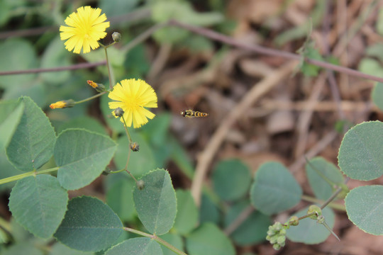 抱茎苦荬菜