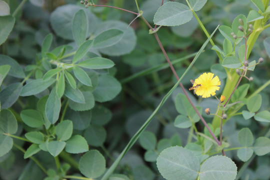 抱茎苦荬菜