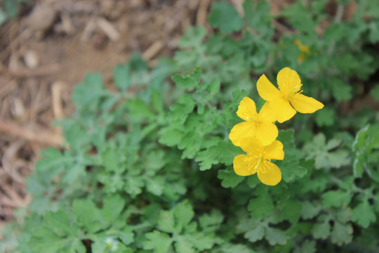 山野里盛开的白屈菜花