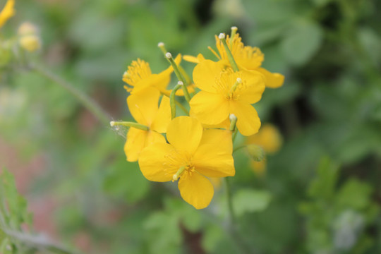 山野里盛开的白屈菜花