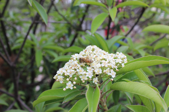 红叶石楠开花与蜜蜂