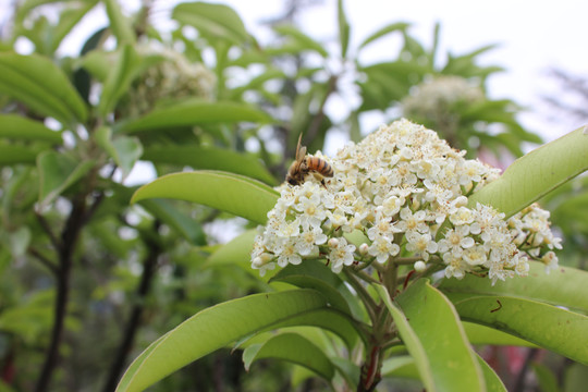 红叶石楠开花与蜜蜂