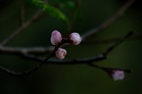 一支花