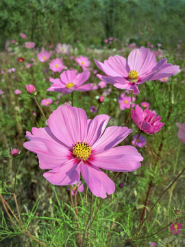 格桑花