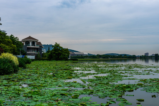 南京玄武湖