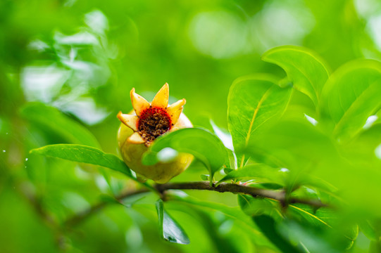 石榴青石榴石榴树