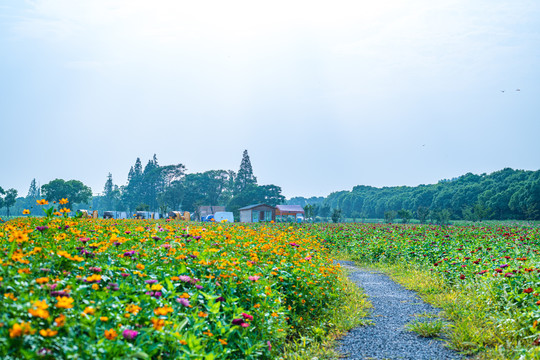 上海嘉北郊野公园公园花圃