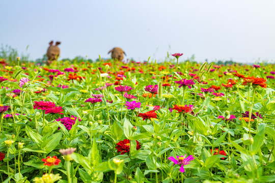 花园花圃花卉