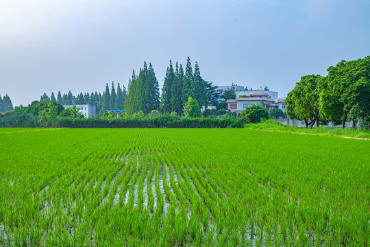 上海嘉北郊野公园夏天