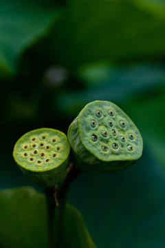 荷花莲蓬莲花