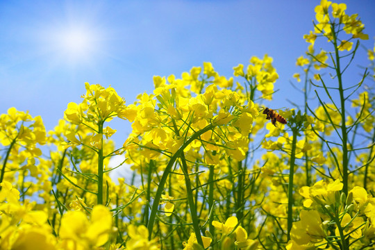 油菜花