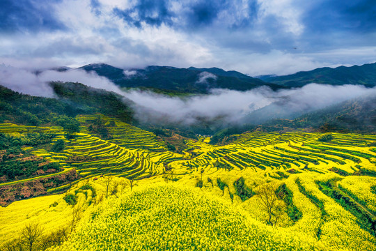 油菜花海