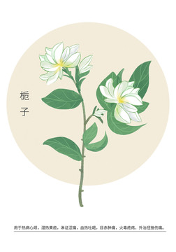 梔子