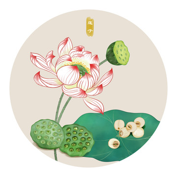 荷花蓮蓬蓮子