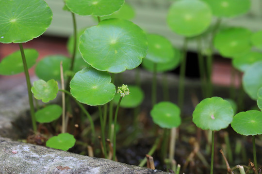 铜钱草