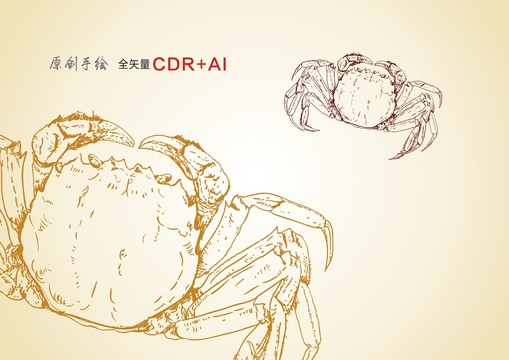 大閘蟹手繪大閘蟹插畫