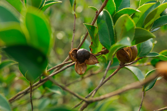 山茶果