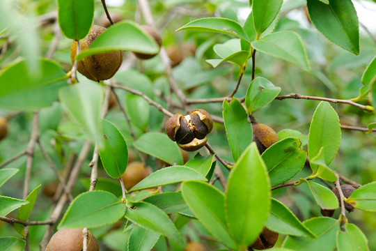 山茶果