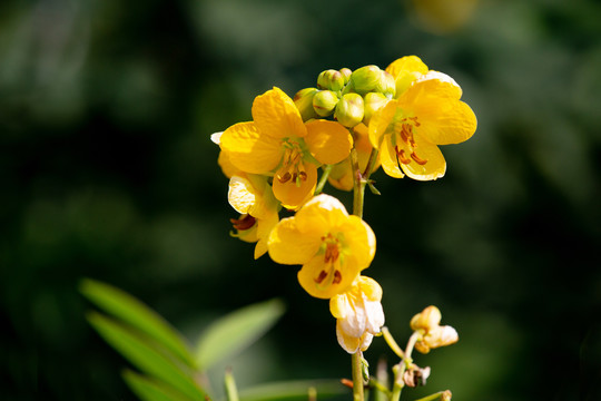 决明子花