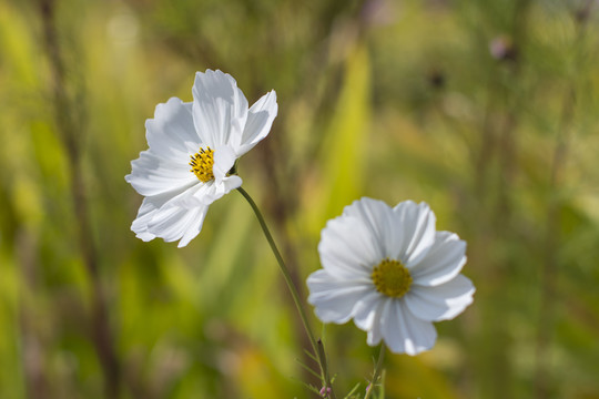 格桑花