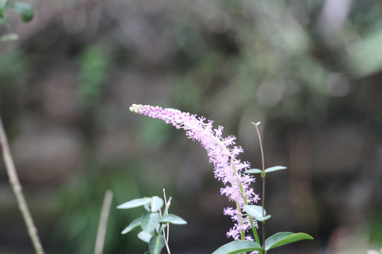 粉色的花