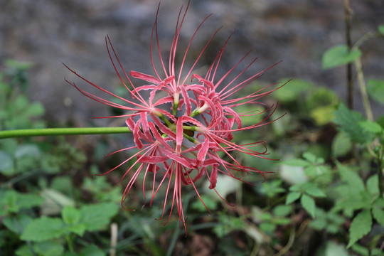 曼珠沙华彼岸花石蒜