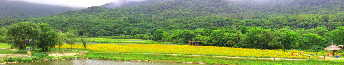 田园花海全景