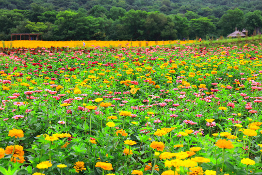 田园花海全景