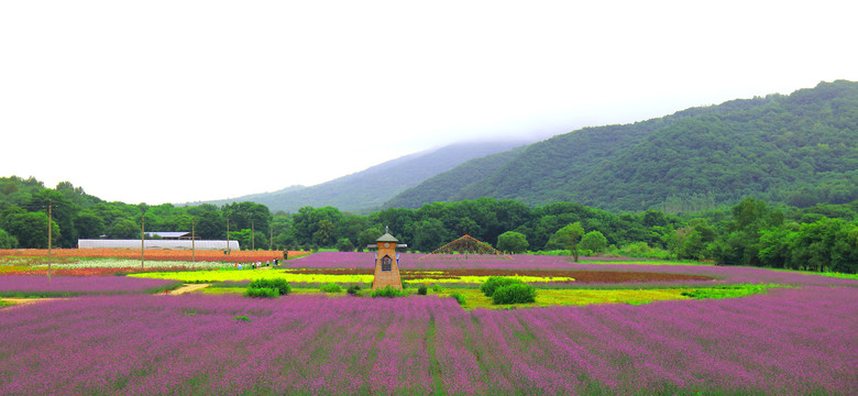 田园花海全景