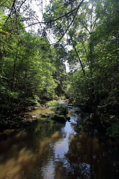 山泉溪流原始森林