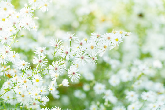 高清小菊花壁纸