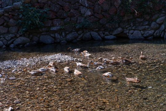 清澈溪流里的鸭子