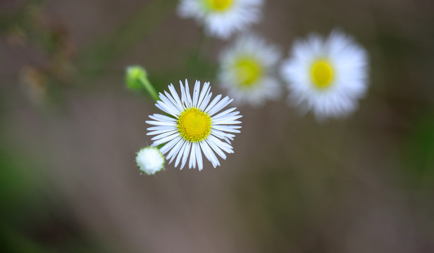 野菊花特写