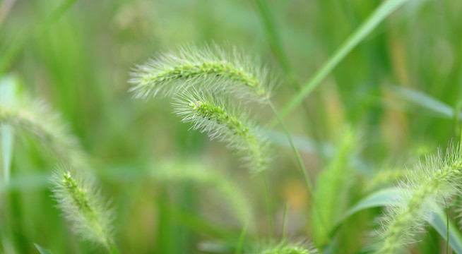 狗尾草