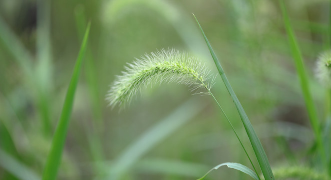 狗尾草