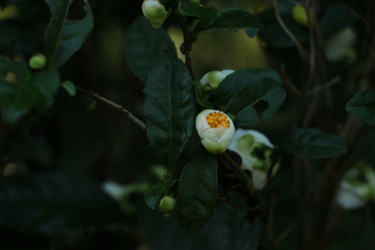 晨露中的茶花