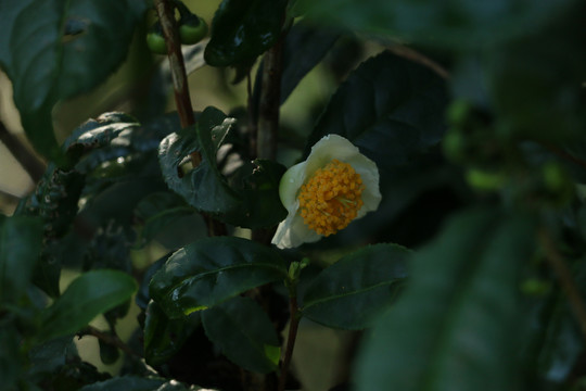 晨露中的茶花