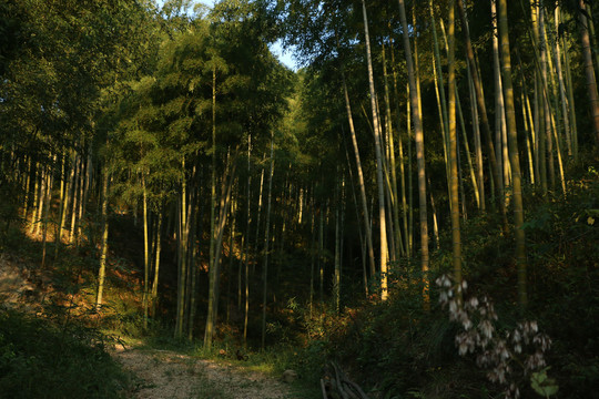 夕阳中的竹林