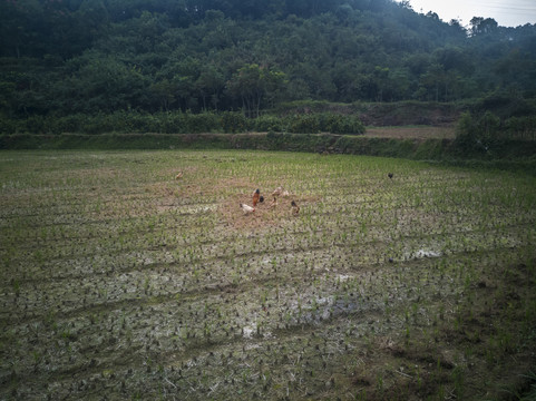 农家土鸡