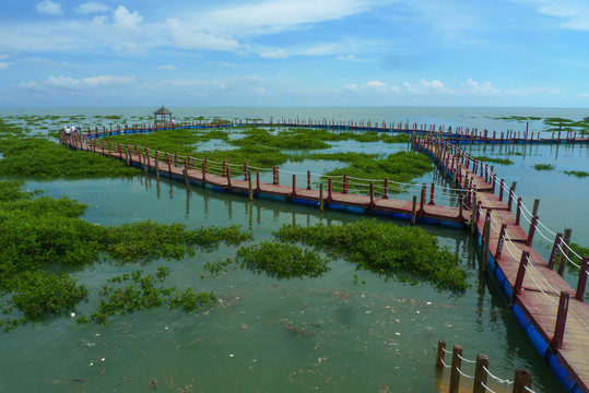 北海北树林