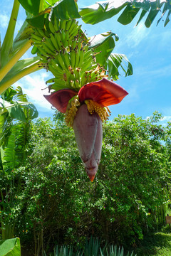 香蕉花