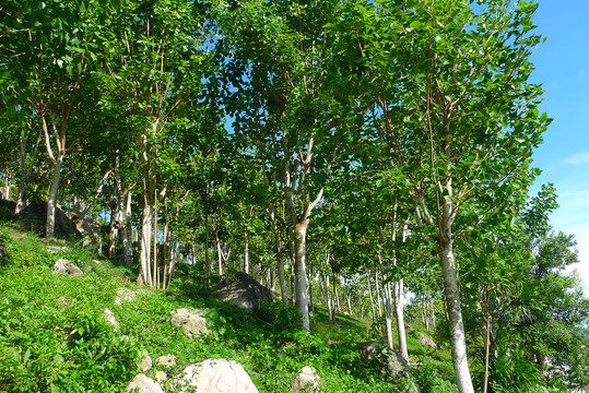 三亚南山文化旅游区